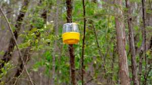 Pheromone Baited Traps Can Help Detect Infestations
