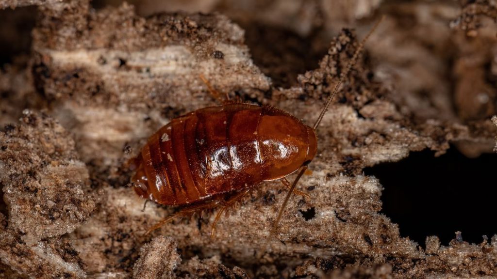 Do Small Cockroaches Mean an Infestation? - A.N.T. Pest Control