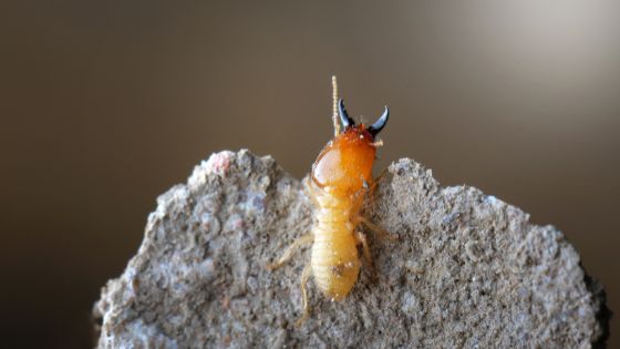 Termite